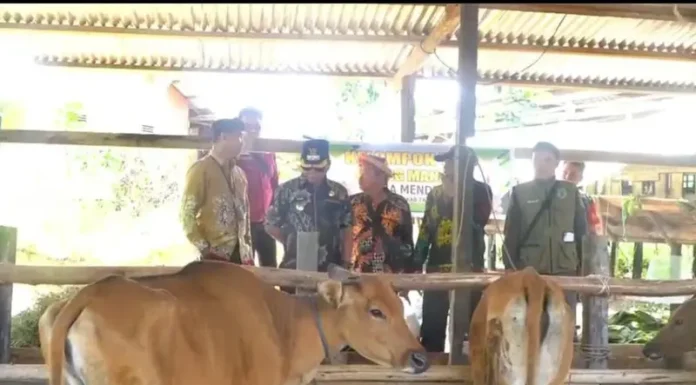 Wabup Tana Tidung Berikan Bantuan Hibah Ternak Kepada Warga