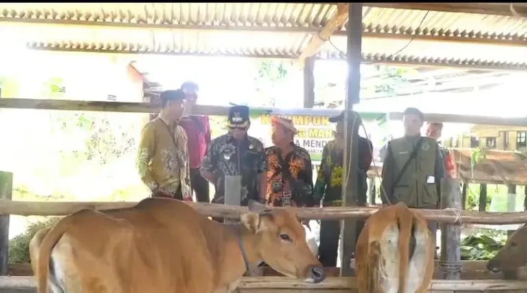 Wabup Tana Tidung Berikan Bantuan Hibah Ternak Kepada Warga